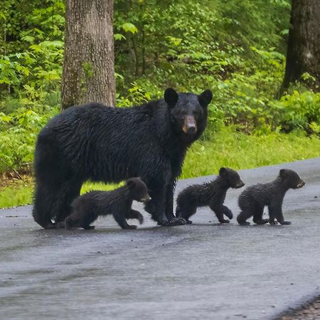 Pigeon Forge Getawayヴィラ エクステリア 写真